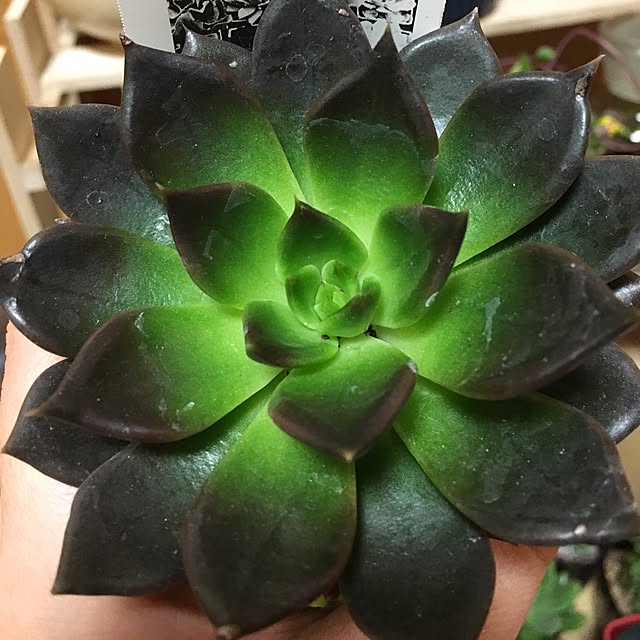 CHIROさんの実例写真