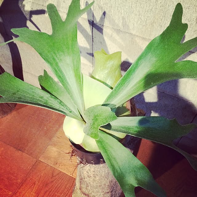 Ayakaさんの実例写真