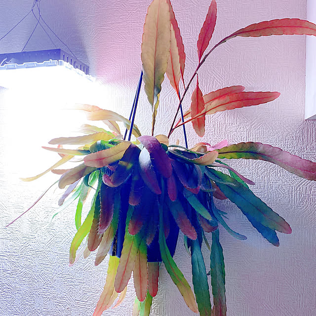 珍しい植物をゲット/壁/天井のインテリア実例 - 2021-01-19 12:40:13