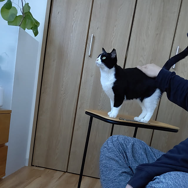hihaさんの実例写真