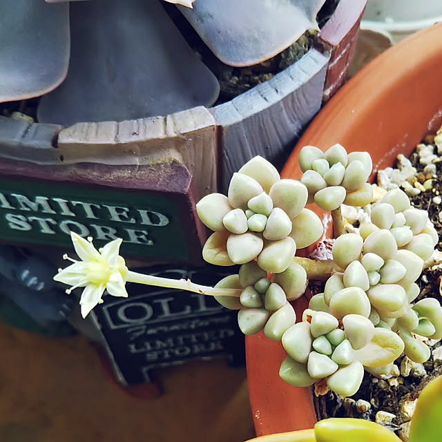 玄関/入り口/多肉植物/ポルックス/銘月/多肉植物の花...などのインテリア実例 - 2019-05-31 11:28:38