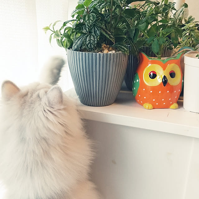 hakutomoroさんの実例写真