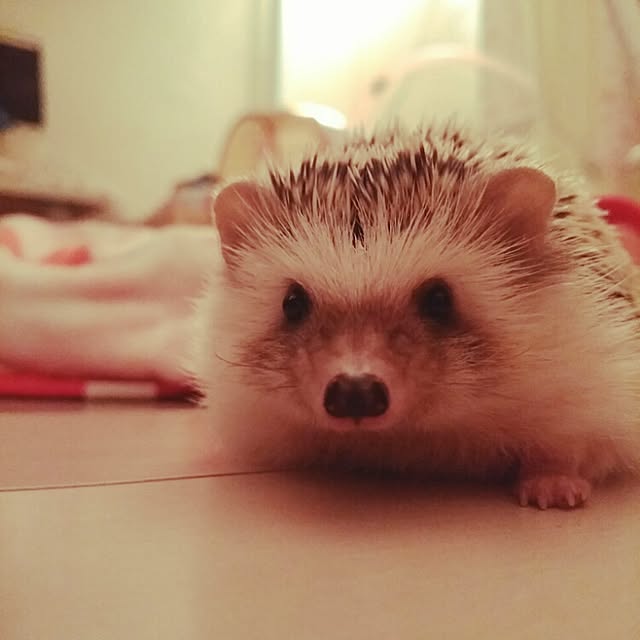 kuruさんの実例写真