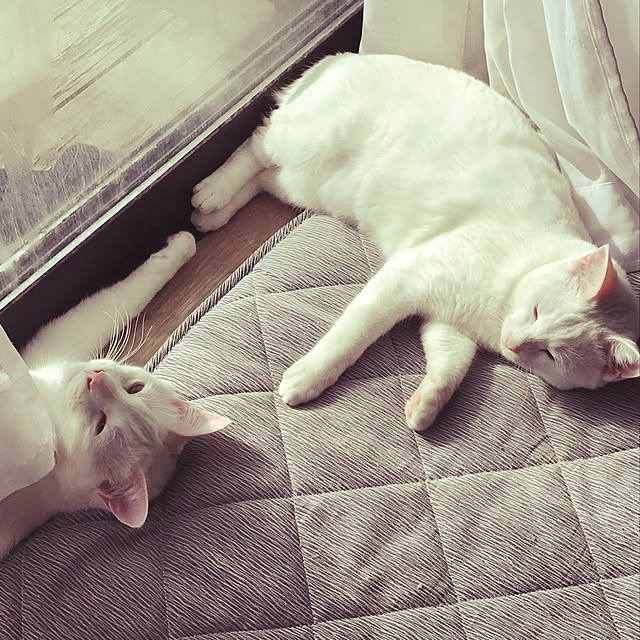 yuki48さんの実例写真