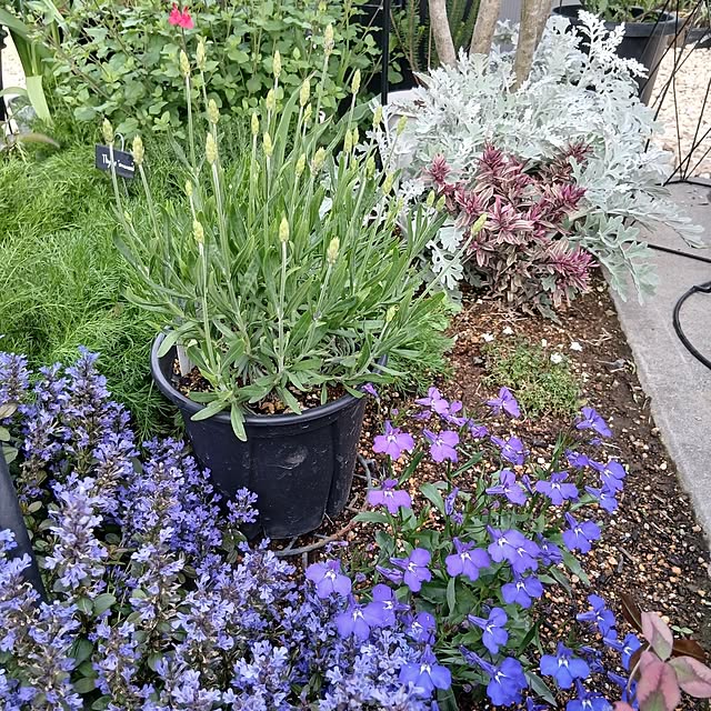 kaanaさんの部屋