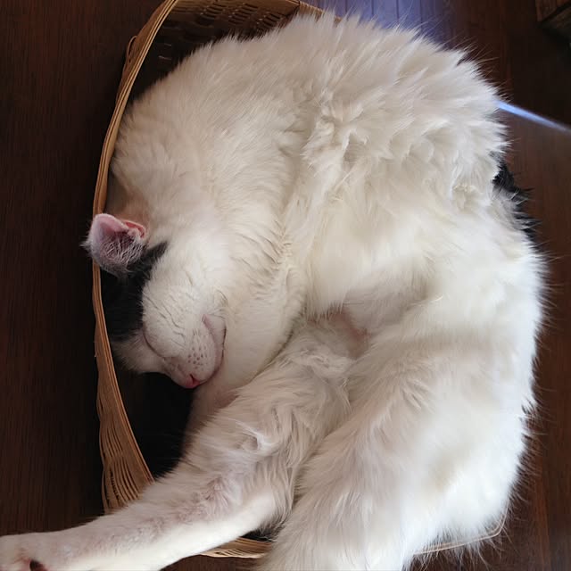 実例写真