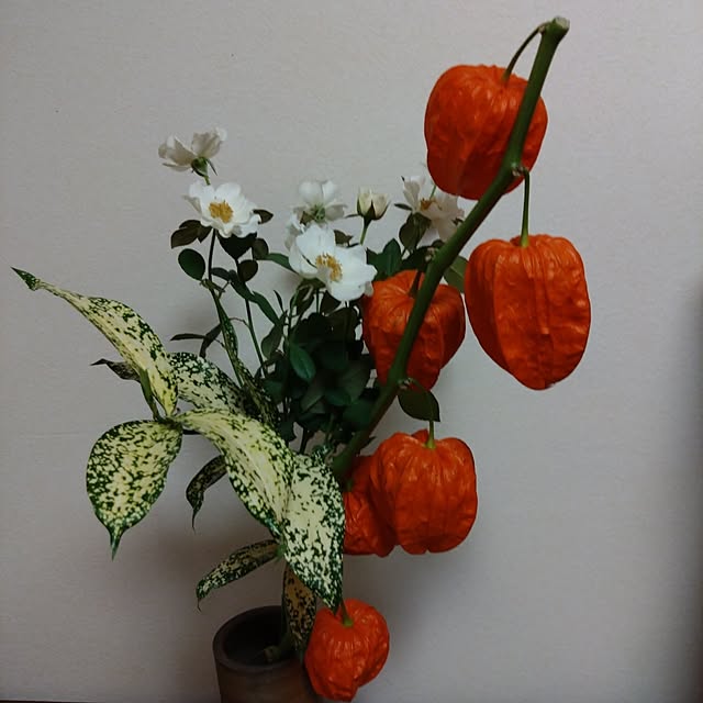 jkabmymycatさんの実例写真