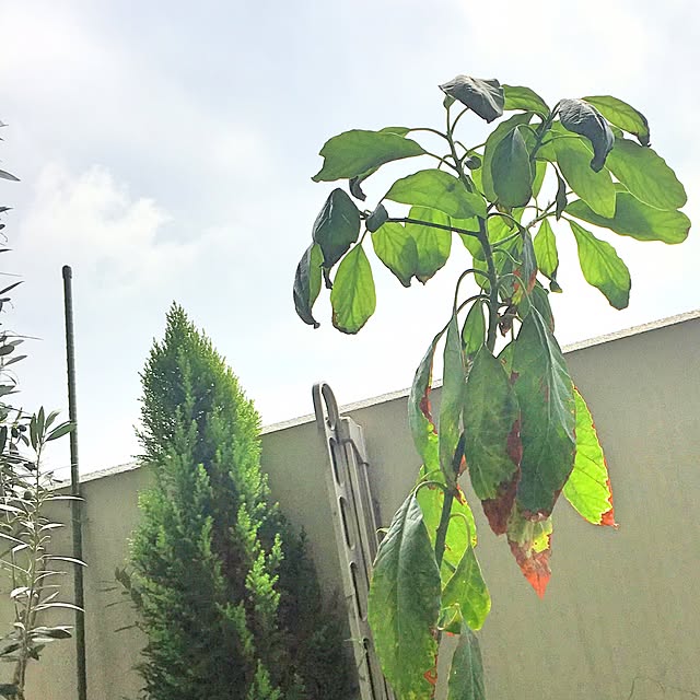 tirolさんの実例写真