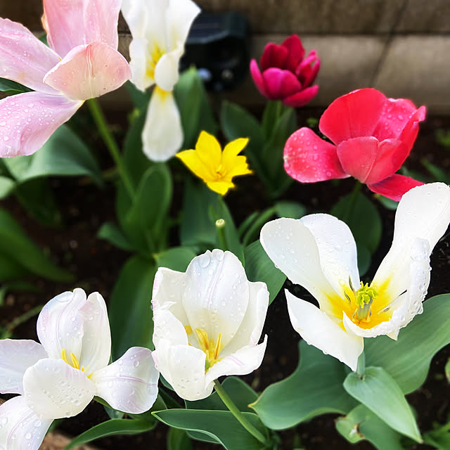 Haruさんの実例写真