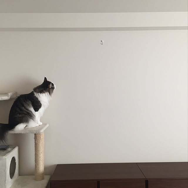 mofさんの実例写真