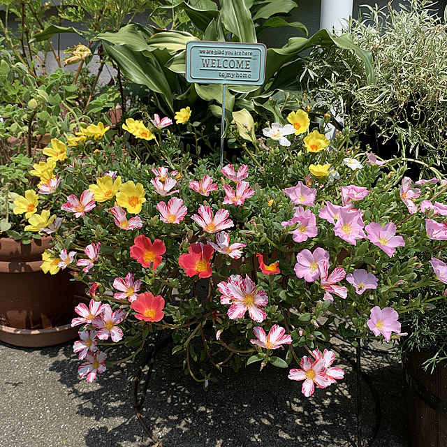 hinaさんの実例写真