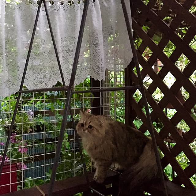 butachanさんの実例写真