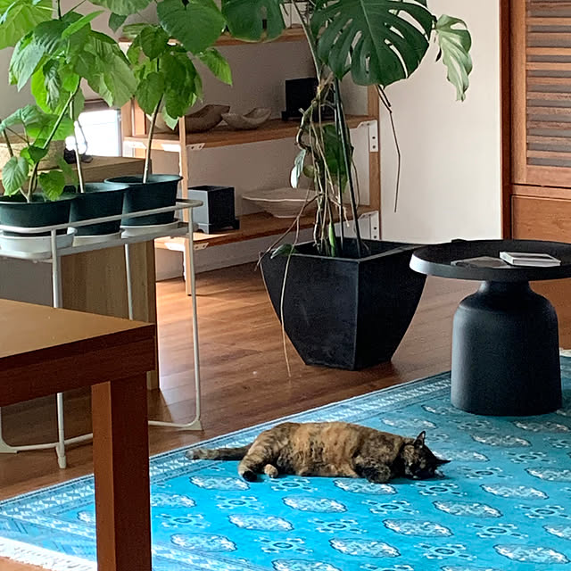 cocoさんの部屋