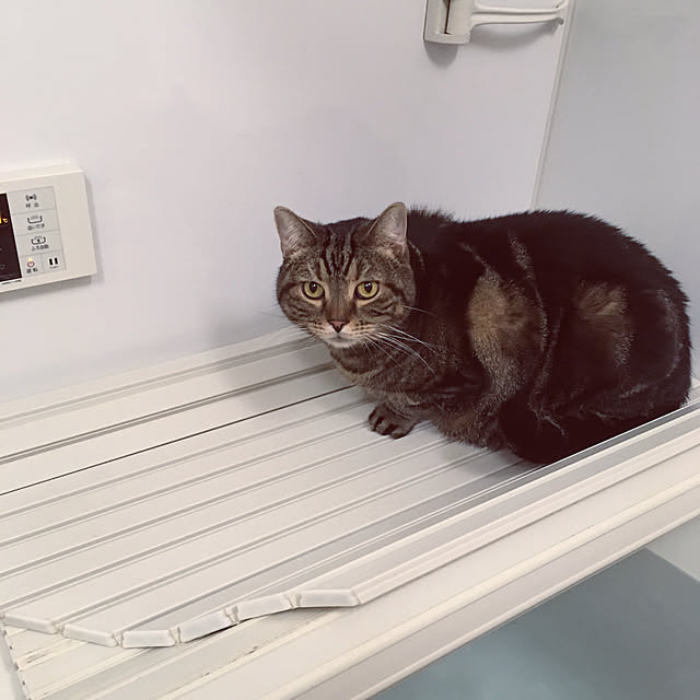 mikomaruさんの実例写真