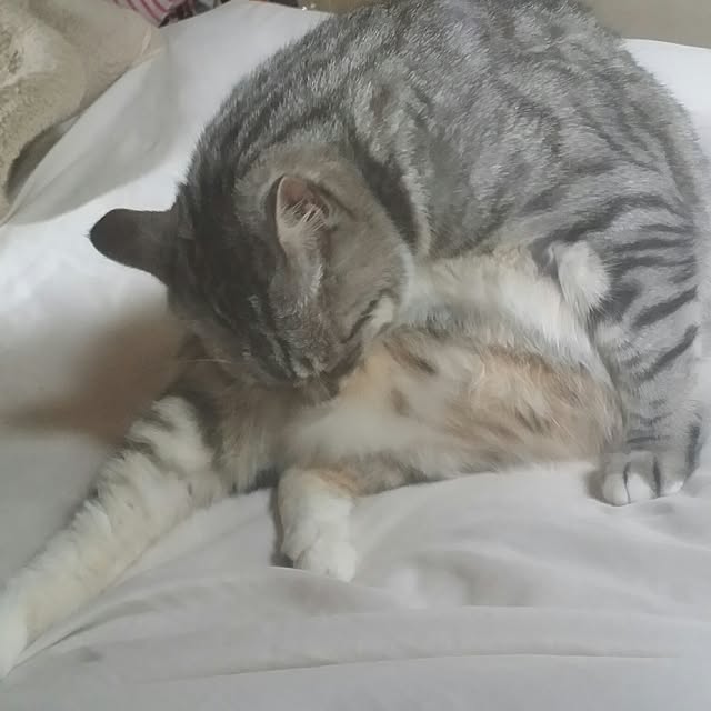 annさんの実例写真