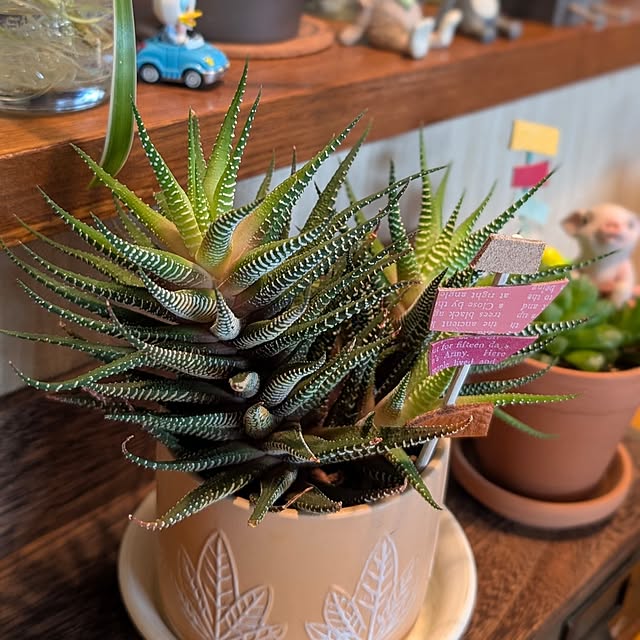 naoporonさんの部屋