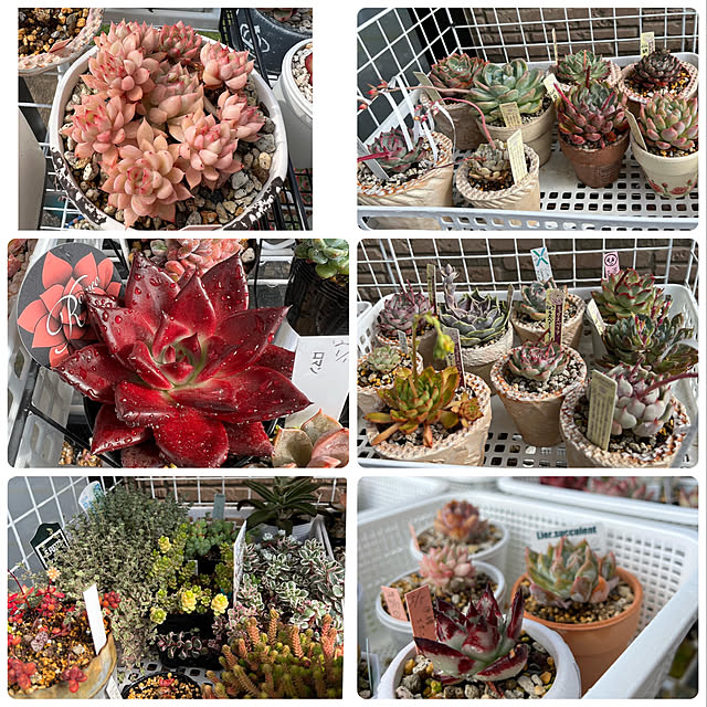 melmelさんの実例写真