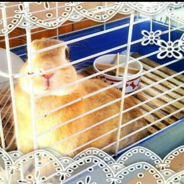 LittleMyさんの実例写真