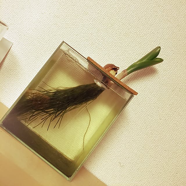 S-Tillandsiaさんの実例写真