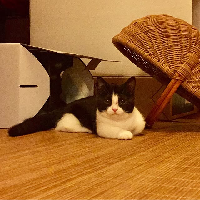butachanさんの実例写真