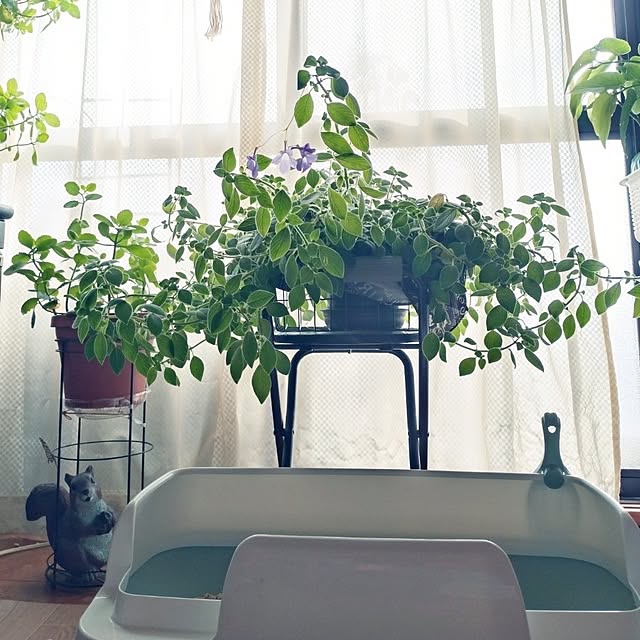 NOAHさんの実例写真