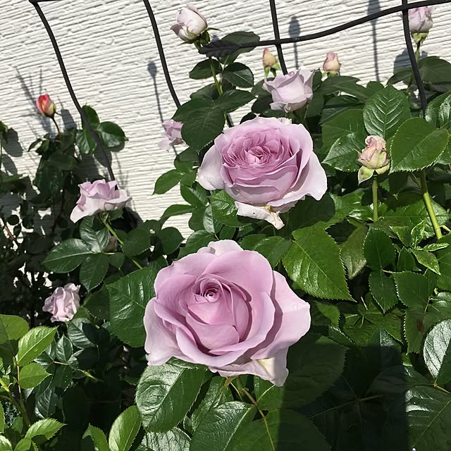 hirokoさんの実例写真