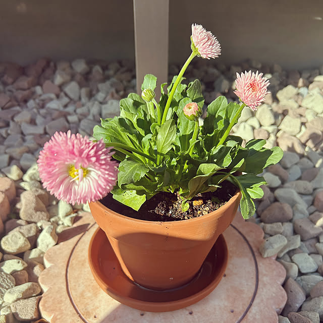 yukimidaifukuさんの部屋