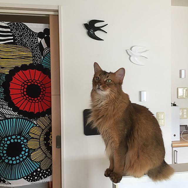 shihoさんの実例写真