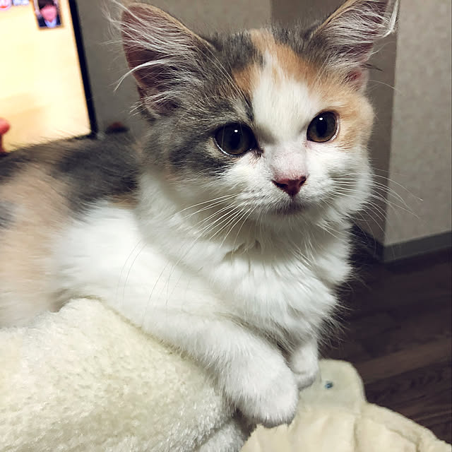 sayaoさんの実例写真