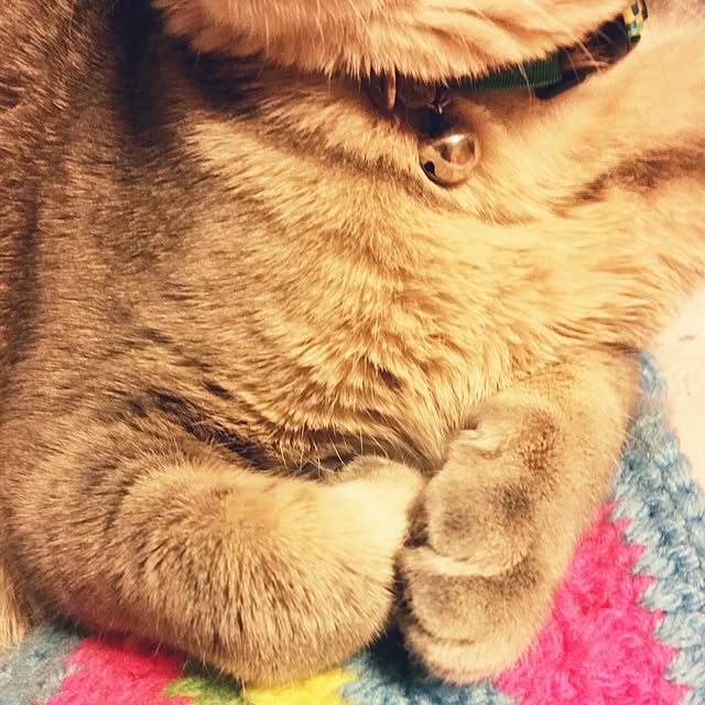 oyumiさんの実例写真