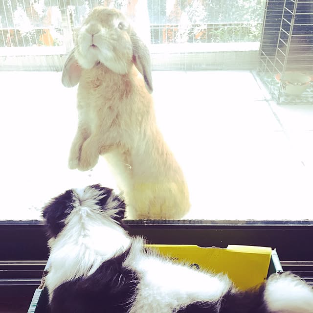 MARIさんの実例写真