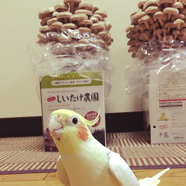 momomoさんの実例写真