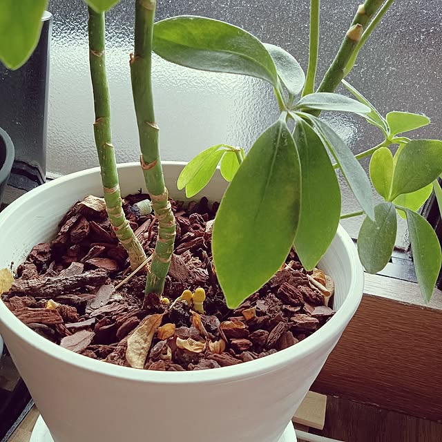 ruantaiさんの部屋