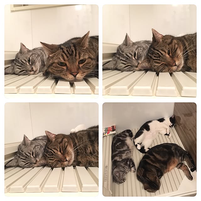 mikomaruさんの実例写真