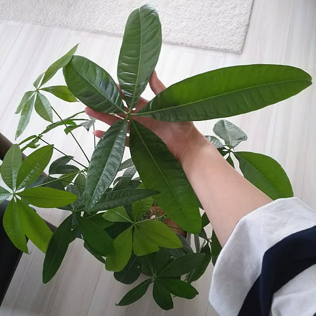 kojikojiさんの実例写真