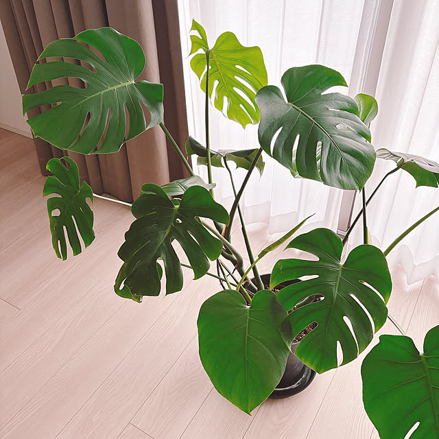 thikoさんの部屋