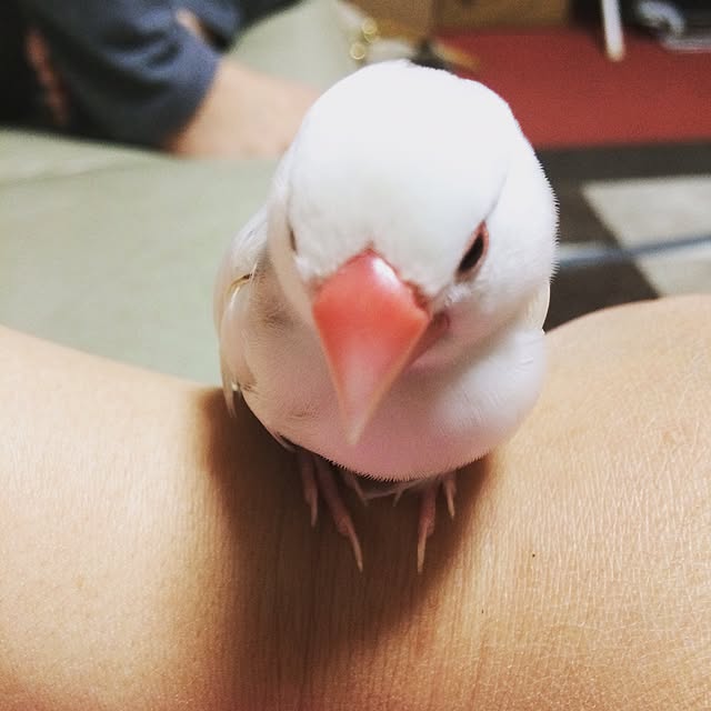 kohaku813pgさんの実例写真