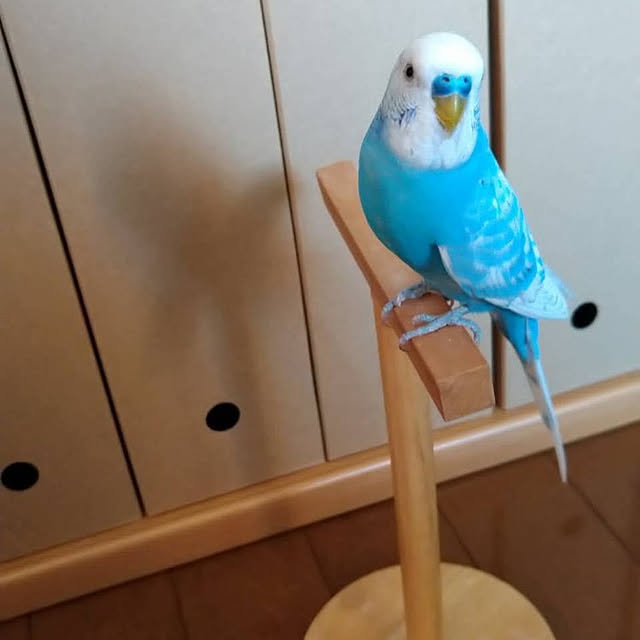 toratanさんの実例写真