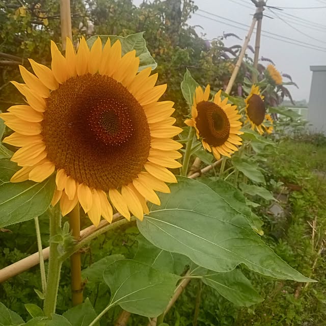 kinmochi0701さんの実例写真