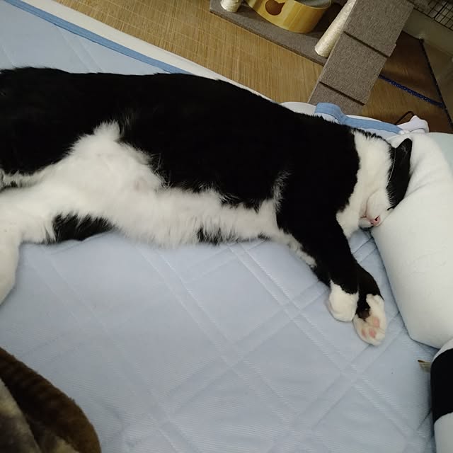 koromaroさんの部屋