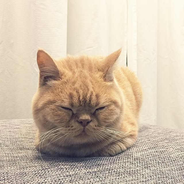 cocoさんの実例写真