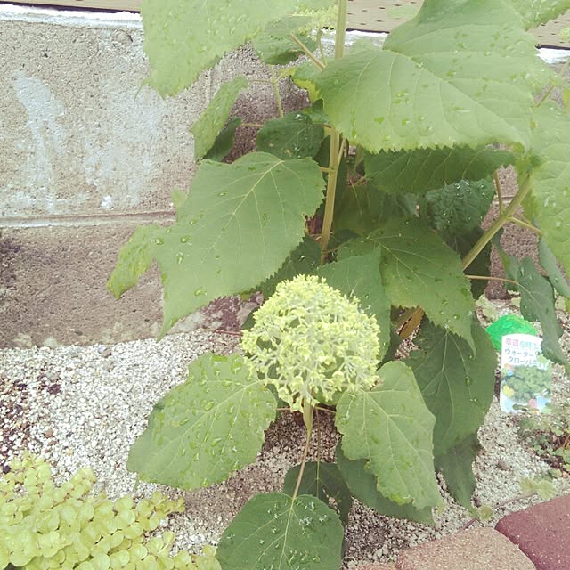soyokahoさんの実例写真