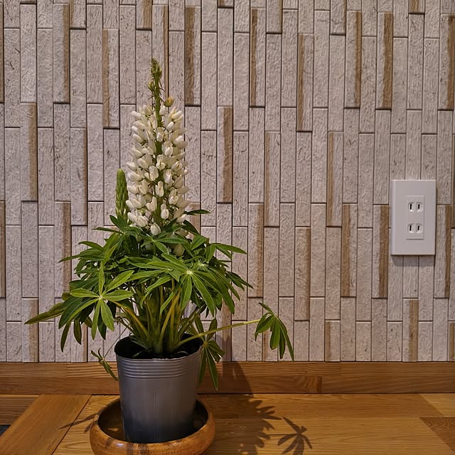 Rubiconさんの部屋