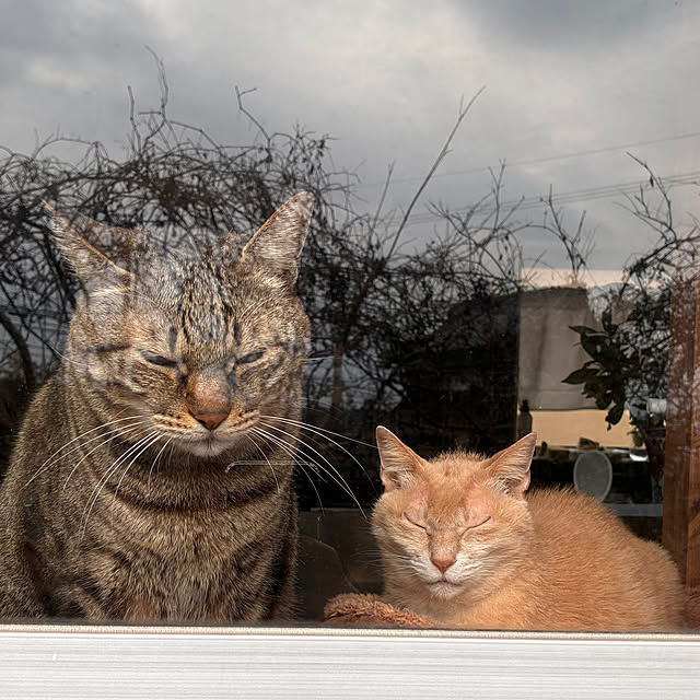 mikan161さんの実例写真