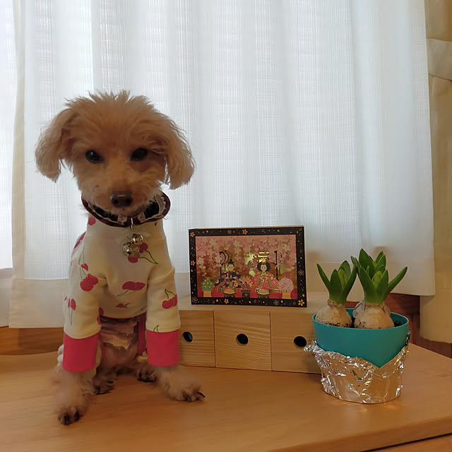 nairuoさんの実例写真