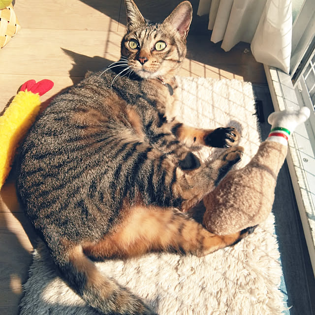 futukoさんの実例写真