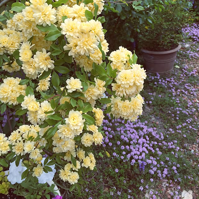 **yuu**さんの実例写真
