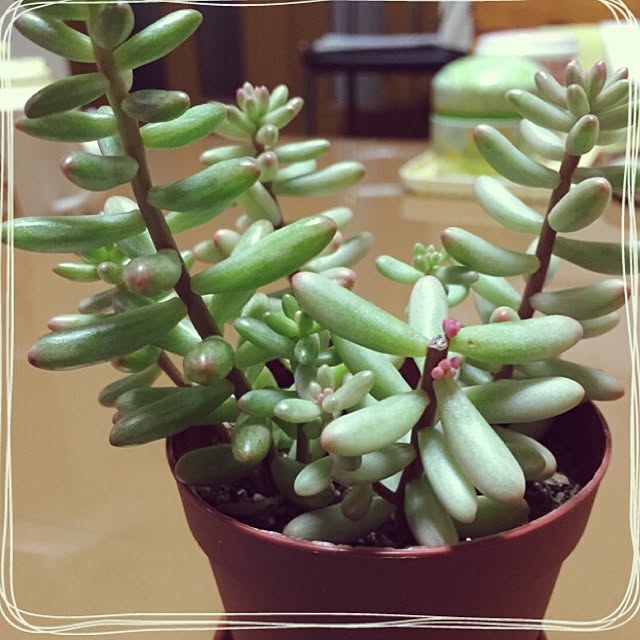 Asunaさんの実例写真