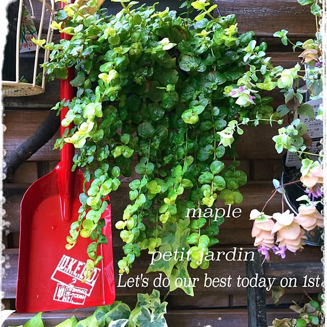 mapleさんの実例写真
