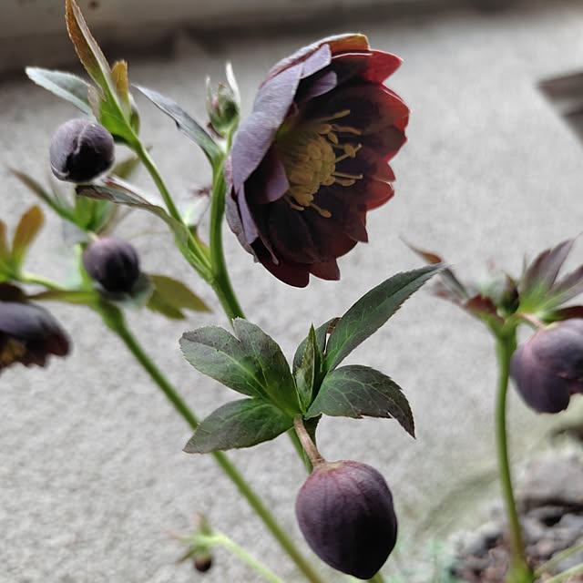 kiraさんの実例写真